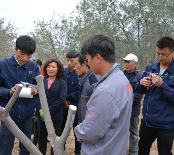 公司從產(chǎn)業(yè)鏈起始端著手，引進(jìn)良種優(yōu)苗，繁育基地苗圃，優(yōu)化樹(shù)種，以?xún)?yōu)質(zhì)的橄欖樹(shù)苗為生產(chǎn)特級(jí)初榨橄欖油提供基礎(chǔ)保障。在以自建萬(wàn)畝國(guó)家標(biāo)準(zhǔn)化油橄欖..