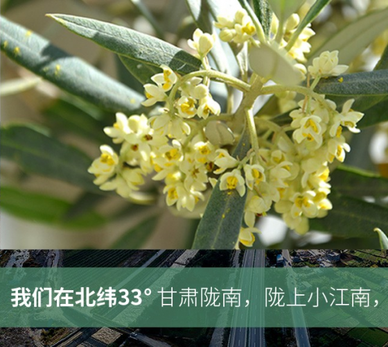 武都的氣候、土壤等與地中海沿岸極其相似，同處于世界頂級(jí)油橄欖黃金生產(chǎn)帶（32°58--33°36）年平均氣溫為14.7°，年日照時(shí)數(shù)1911..